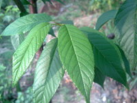 山櫻花葉2