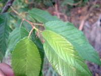 山櫻花葉之托葉