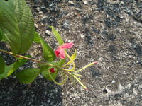 使君子花1
