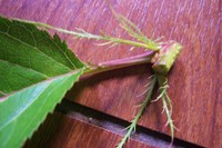 山櫻花托葉1