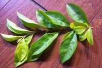 金露花葉