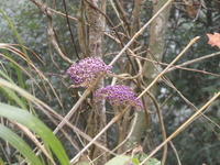 杜虹花果實