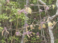 杜虹花果實1