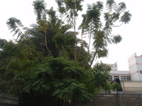 藍花楹植株
