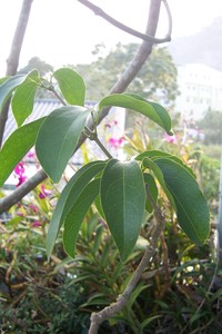 蒜香藤葉對生，小葉2枚
