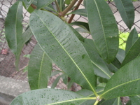 黑板樹葉1