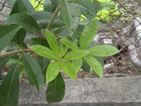 黑板樹葉2