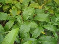 黃鐘花葉1