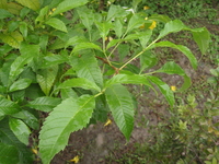 黃鐘花葉