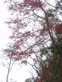 楓香樹型2
