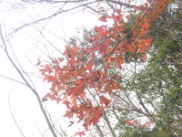 楓香紅葉