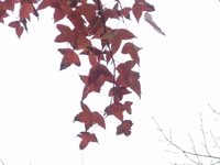 楓香紅葉1