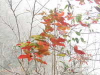 楓香紅葉2