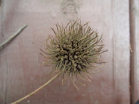 楓香果實1