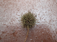 楓香果實2