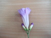 蒜香藤聚繖花序