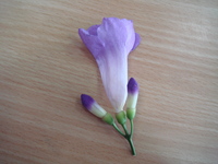 蒜香藤花