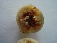 榕樹隱頭花序