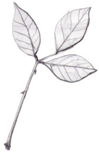 雞冠刺桐葉