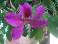 豔紫荊花5