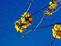 黃金風鈴木花