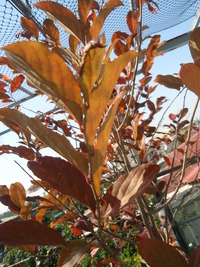 天料木紅葉