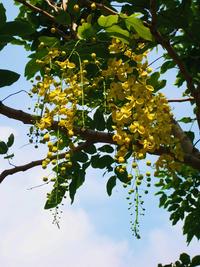 總狀花序
