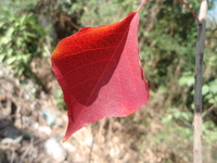 烏桕紅葉