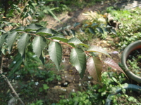 台灣櫸葉1
