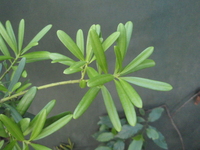 蘭嶼羅漢松葉1