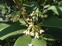 桂花之花