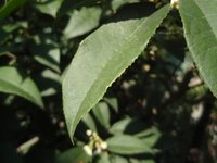 桂花葉緣鋸齒