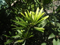 蘭嶼羅漢松葉3