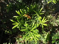 蘭嶼羅漢松葉4