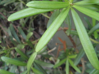 蘭嶼羅漢松葉先端圓鈍