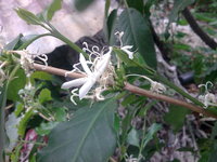 咖啡樹花白色