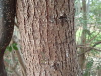樟樹樹皮