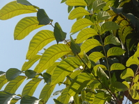 大葉桃花心木葉1
