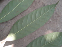 大葉桃花心木小葉