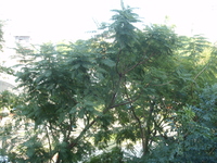 藍花楹樹型