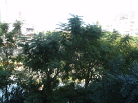 藍花楹樹型1