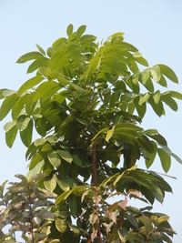 大葉桃花心木葉2