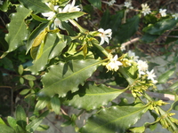 咖啡樹花1