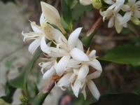 咖啡樹花4