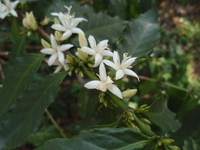 咖啡樹花5