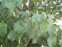 血桐葉6
