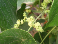 血桐花1