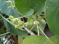血桐花4