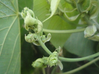 血桐花5