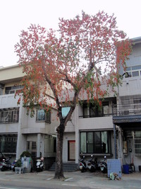 烏桕紅葉之樹